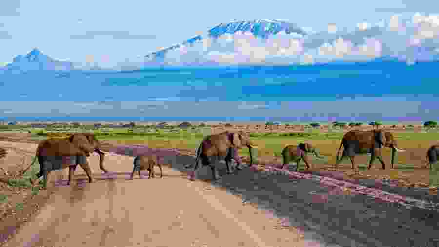 Kilimanjaro Adventure