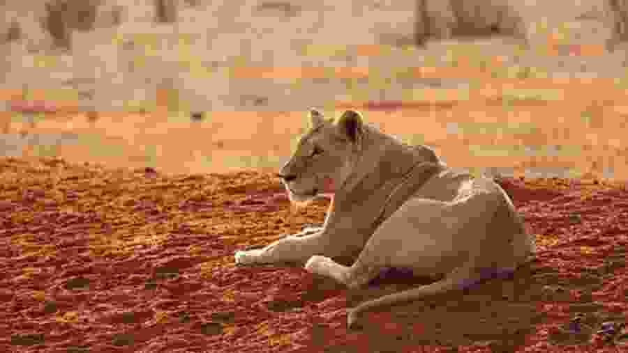 Tsavo East National Park