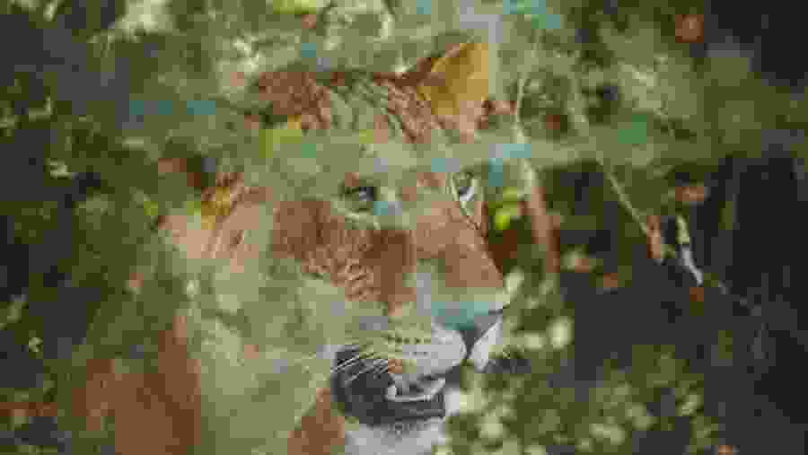Lion