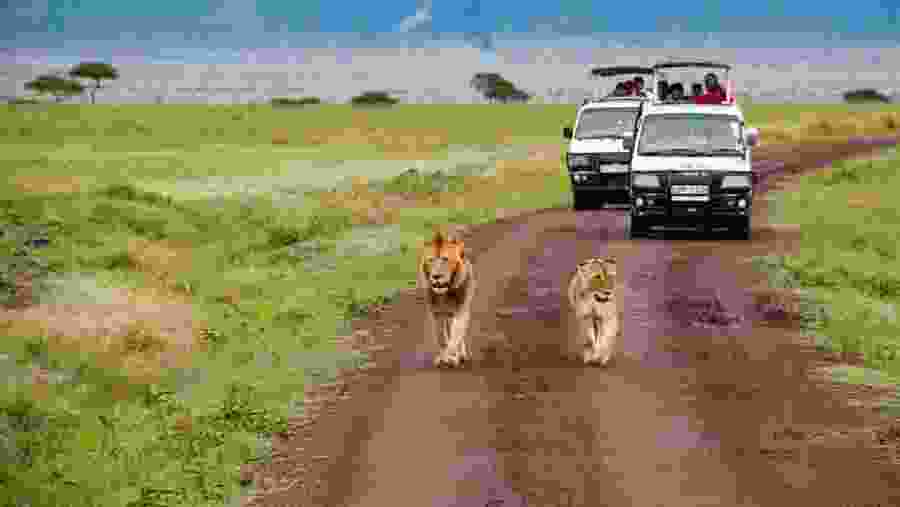 Enjoy a Thrilling Game Drive in Masai Mara