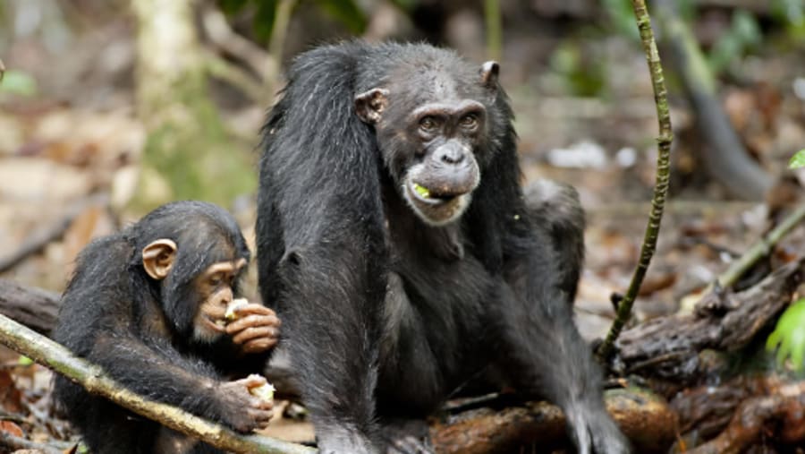 Gorilla