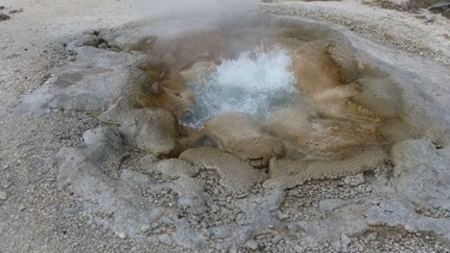 Shell Spring