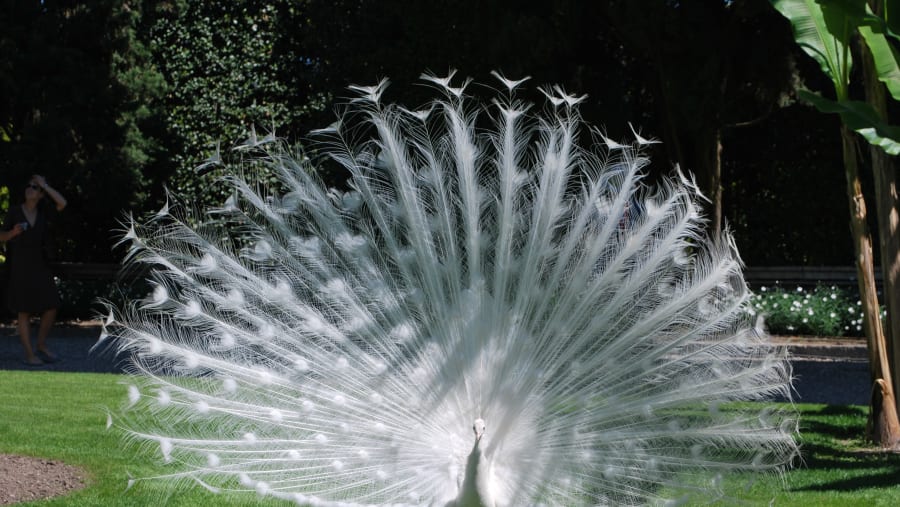 White Peacock