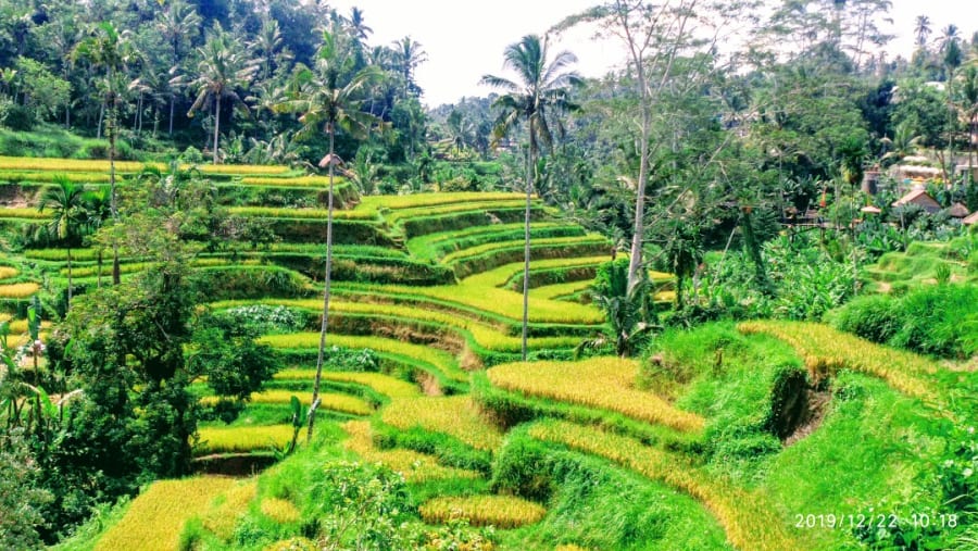 Tegalalang Rice Terrace