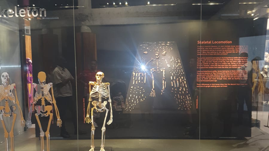Fossils