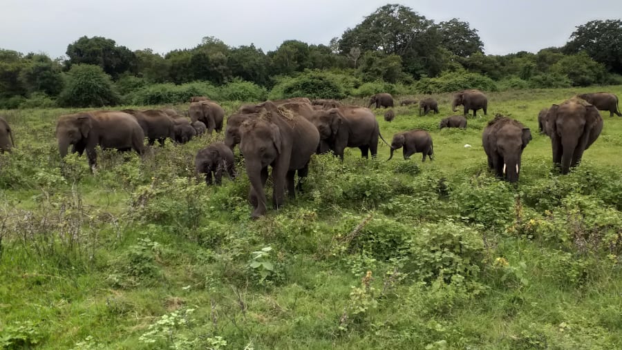 See Elephants in Sri-Lanka