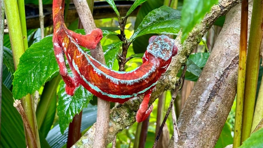 Red stripe gargoyle gecko