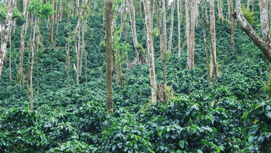 Coffee plantation