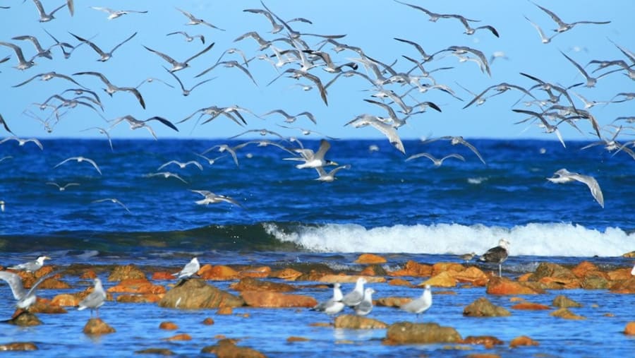 Bird watching at Cape Recife lighthouse