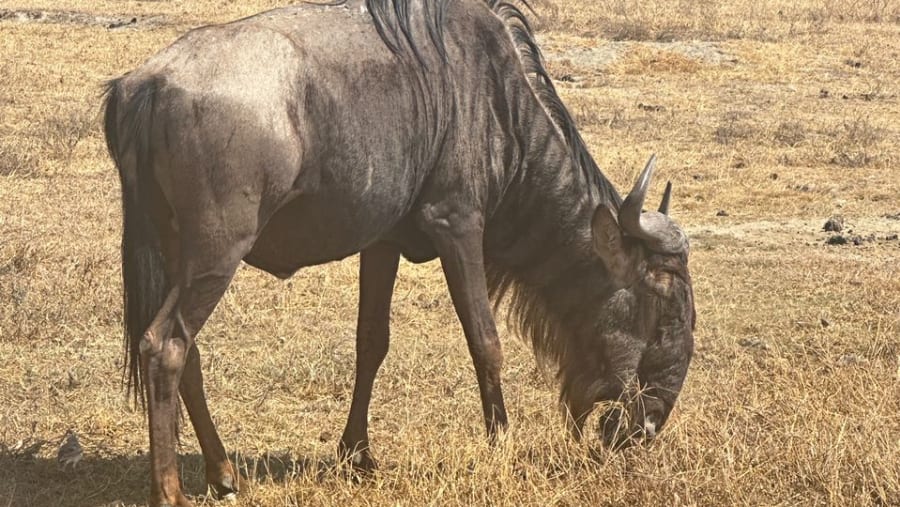 blue wildebeest
