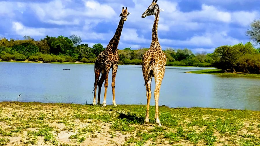 See Towering Giraffes at Lake Mzizimia