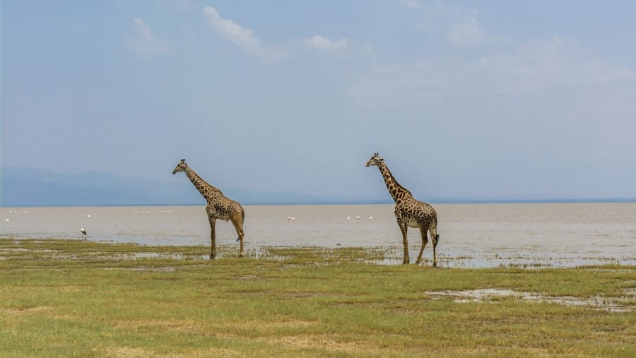 Witness the African wildlife