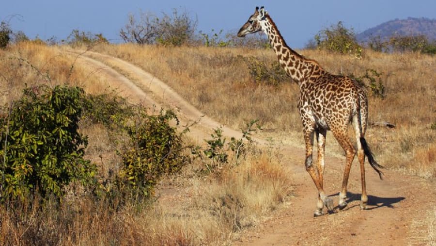 Giraffe at Ruaha National Park