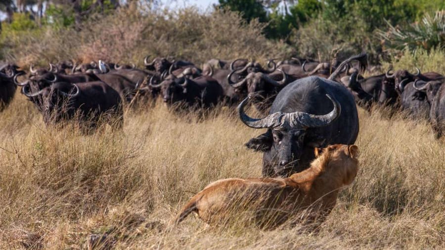 Standoff between a lion and a herd of African buffalo