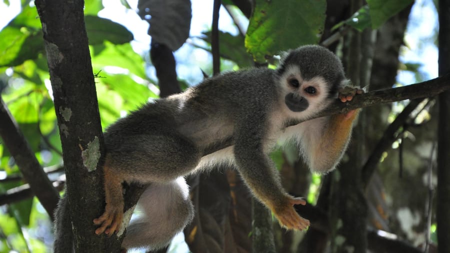 Squirrel Monkey