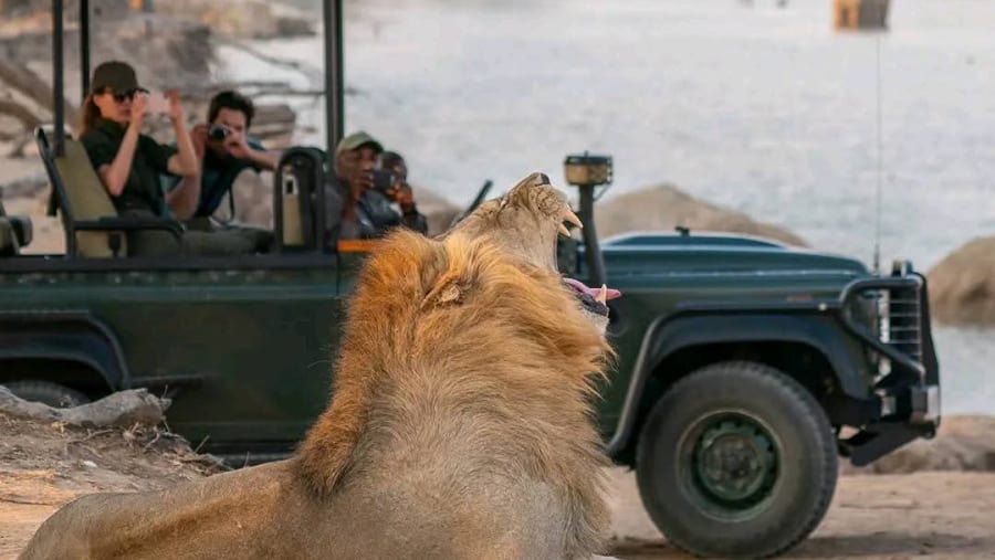 African Lion