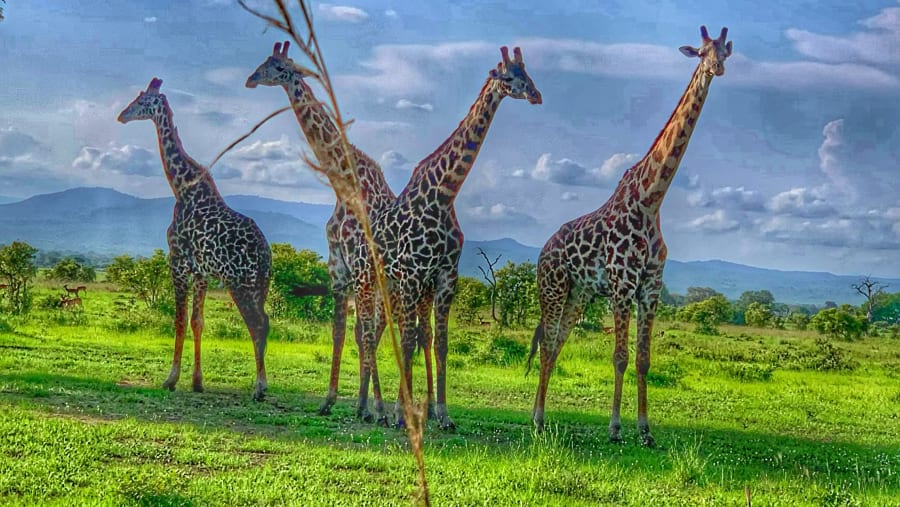 Animal Encounter