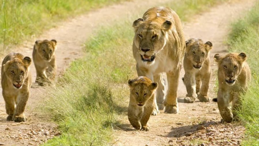 Lake Manyara National Park