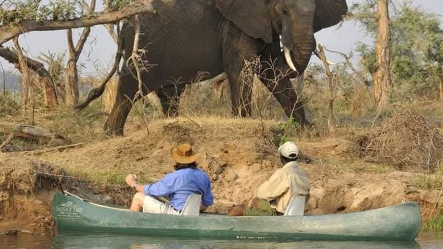 African Elephant