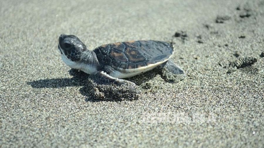 Baby turtle