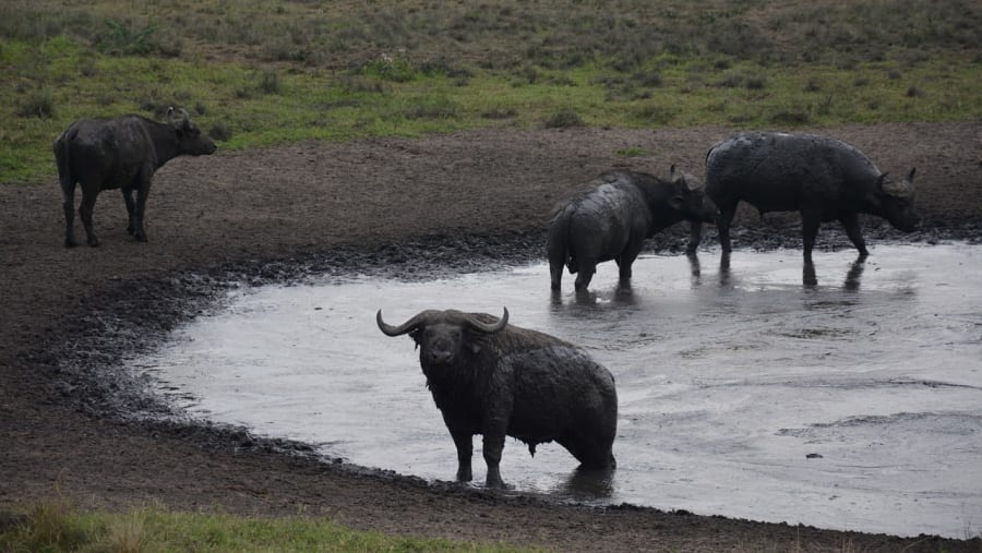 Buffalos in Queen Elizabeth National Park