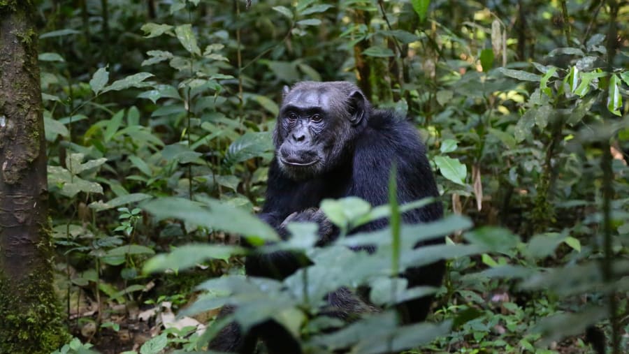 Chimpanzee Permit