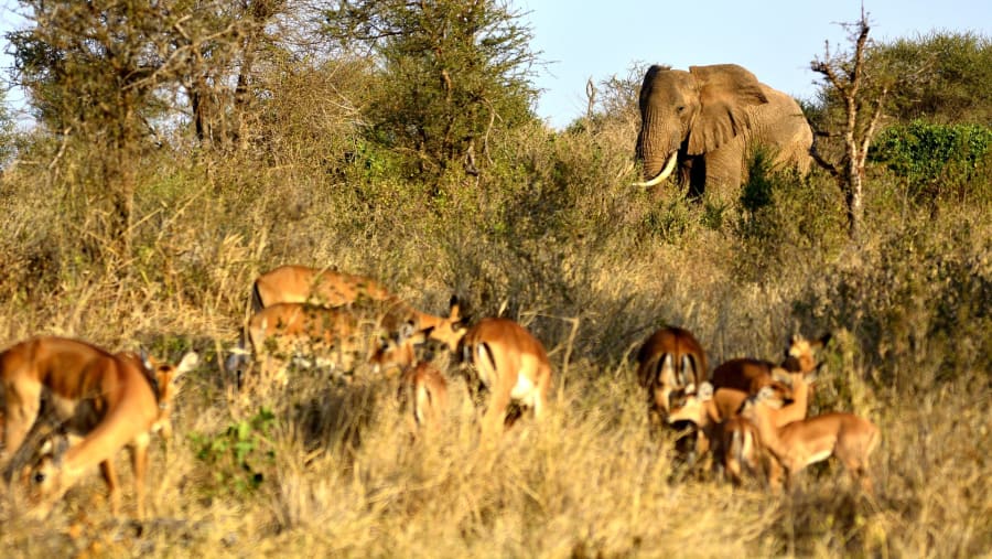 Wildlife at Amboseli National Park