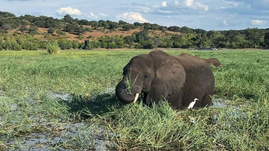 African elephant
