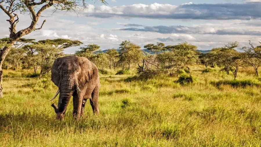Bush Elephant