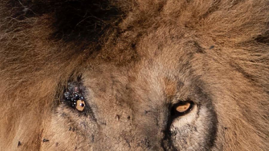Lion in the wild