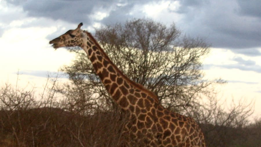 Giraffe at Tsavo West National Park