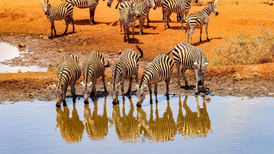 Herd of Zebras