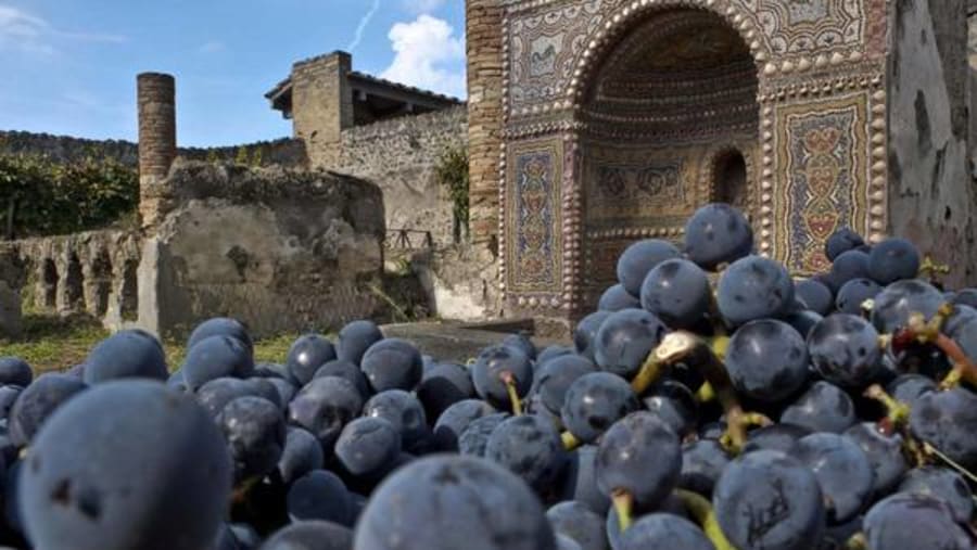 Grapes for wine making