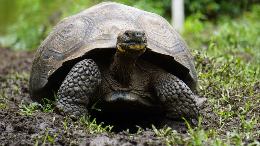 Turtle Nursery