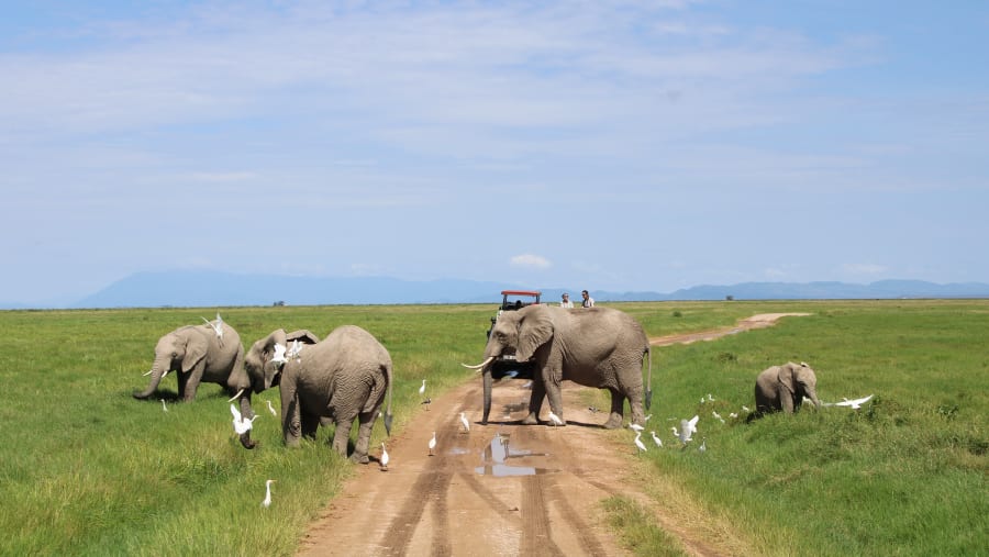 African bush elephants