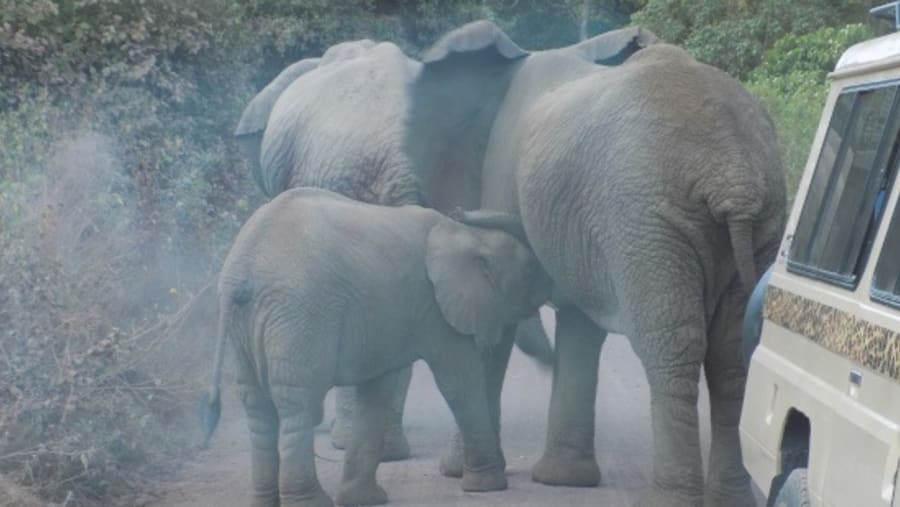 Game drive scenes