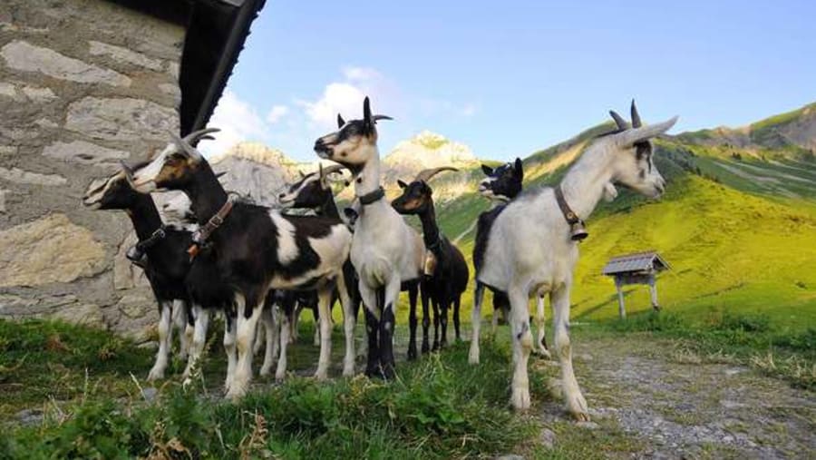 Goat Farm