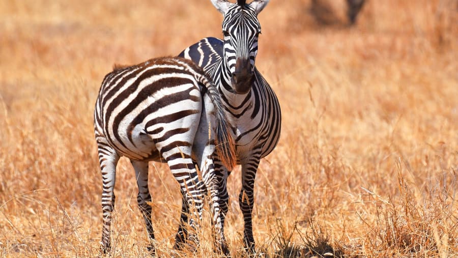 Zebra