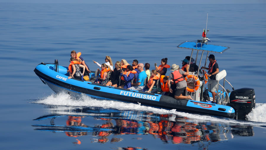 3-Hour Whale Watching Tour From Ponta Delgada Harbour