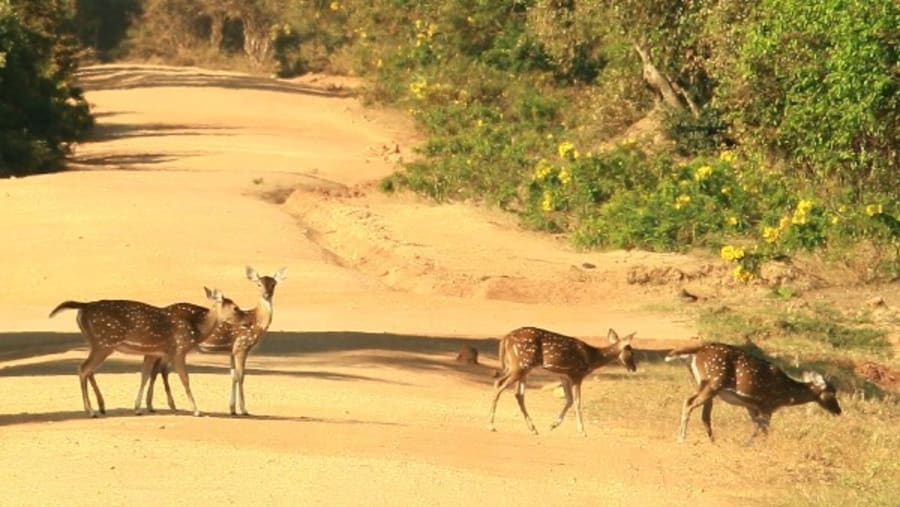 Yala National Park