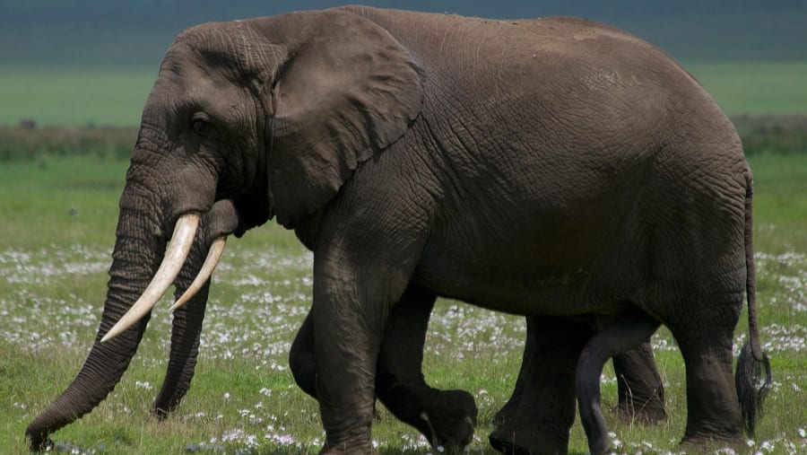 African Elephant