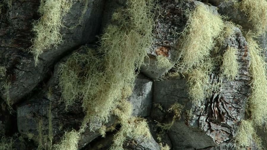 Araucaria bark