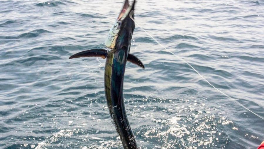 Sailfish in Kuala Rompin