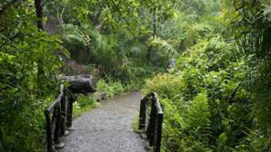 Victoria Falls Rainforest