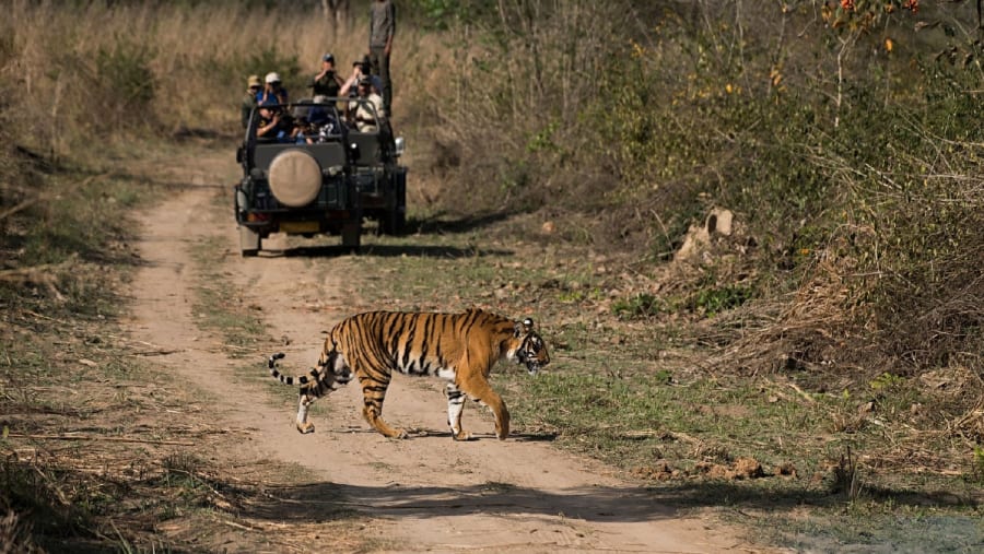 Sighting a Tiger