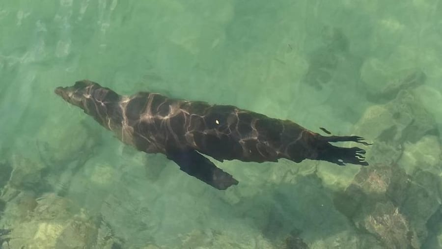 Swim with the Marine life
