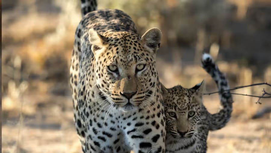 Leopard with its cub