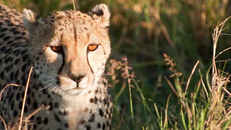Spot the Cheetah at Maasai Mara