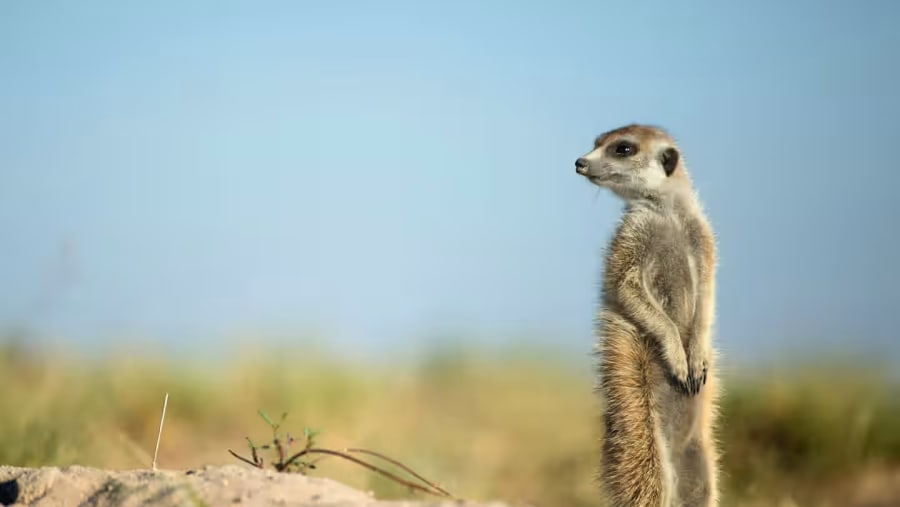 Meerkat
