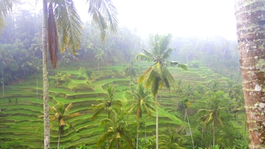 Terraced rice paddy farms in Ubud
